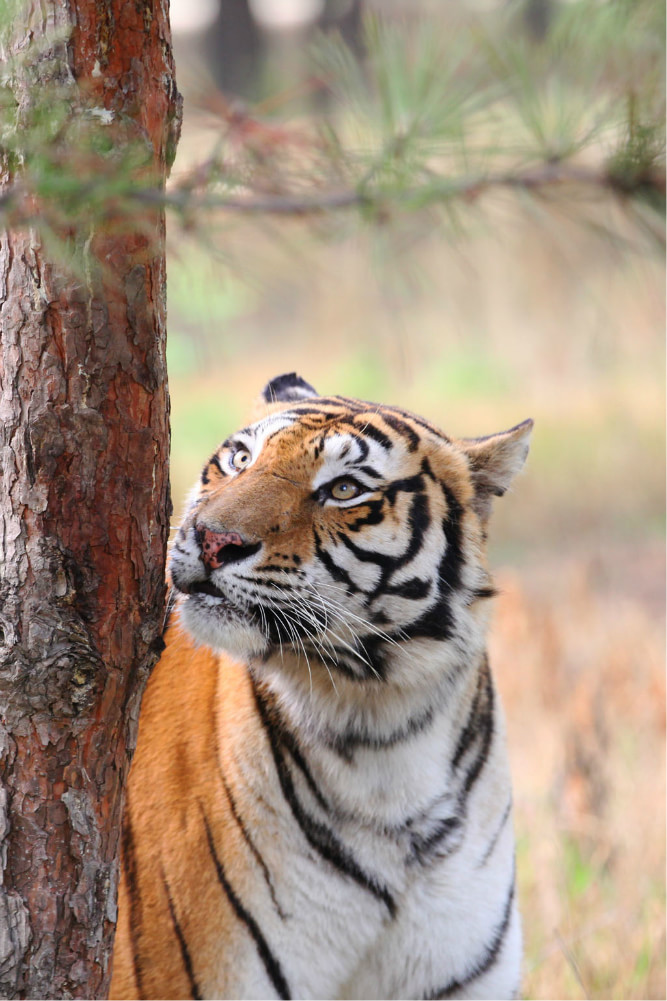 秦皇島野生動物園