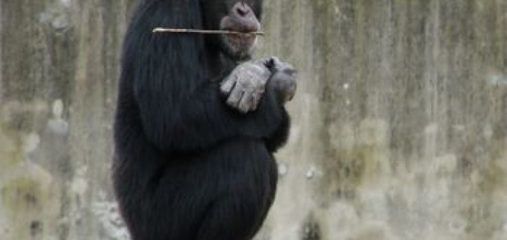 三峽森林動(dòng)物園