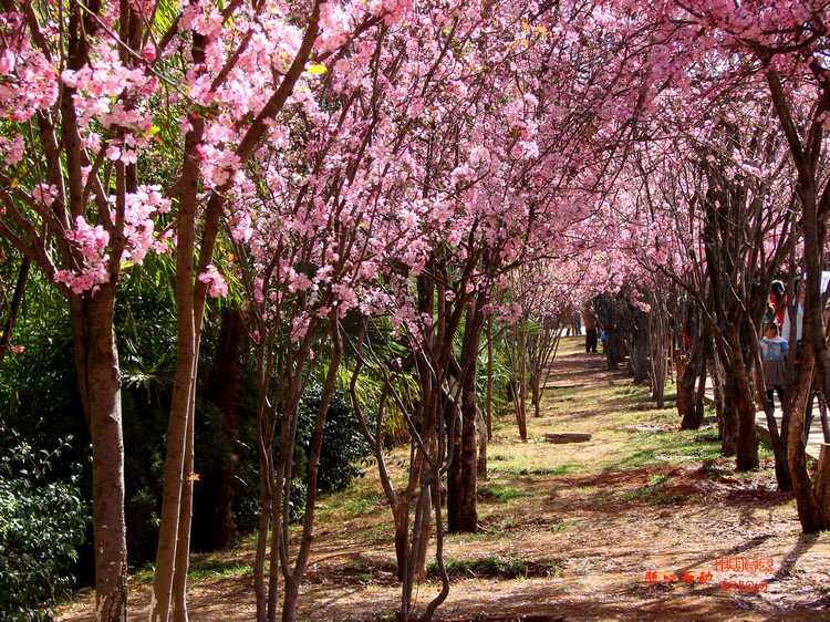 昆明郊野公園