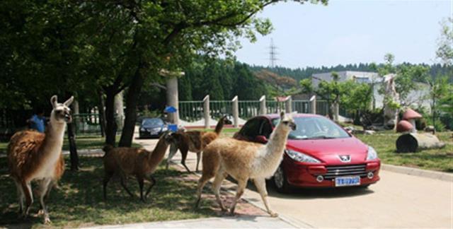 跑馬嶺野生動物世界